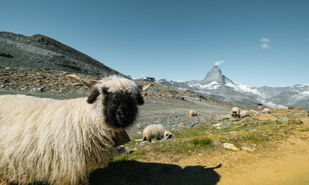 Meet The Sheep - Riffelhaus Hotel - The Matterhorn